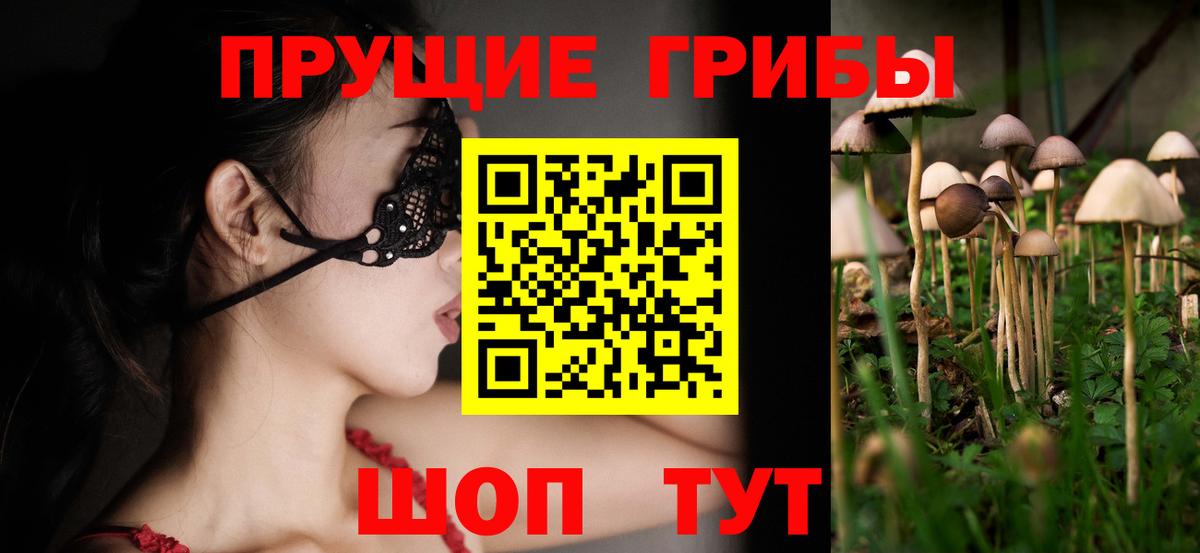 Псилоцибиновые грибы Psilocybine cubensis Полысаево